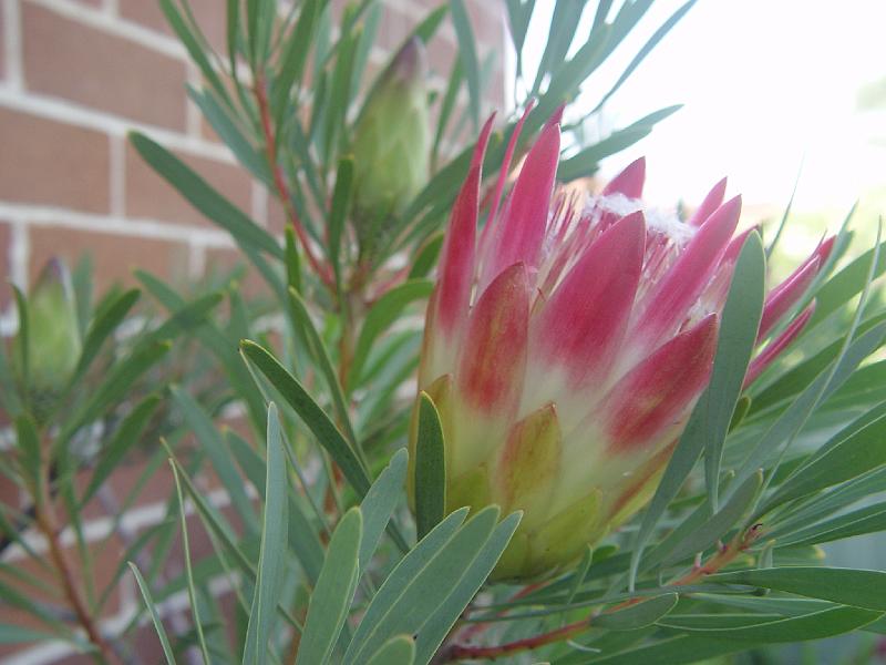 protea-b 006.jpg